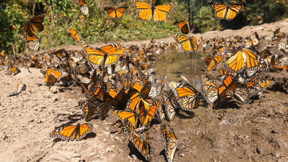 Butterfly puddling station with shallow dish filled with wet sand and small stones where several butterflies gather