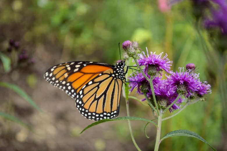 Colorful butterfly garden filled with purple coneflowers yellow zinnias and orange lantana blooming together