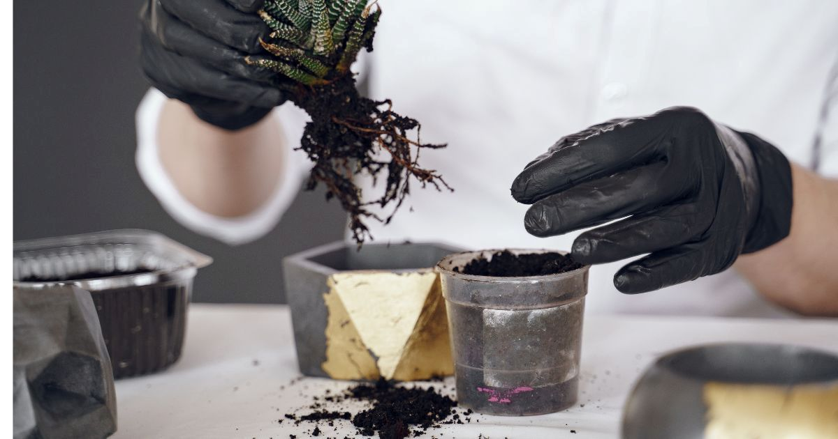 Close-up of gardener's hands performing soil pH test with color chart and soil samples in containers"