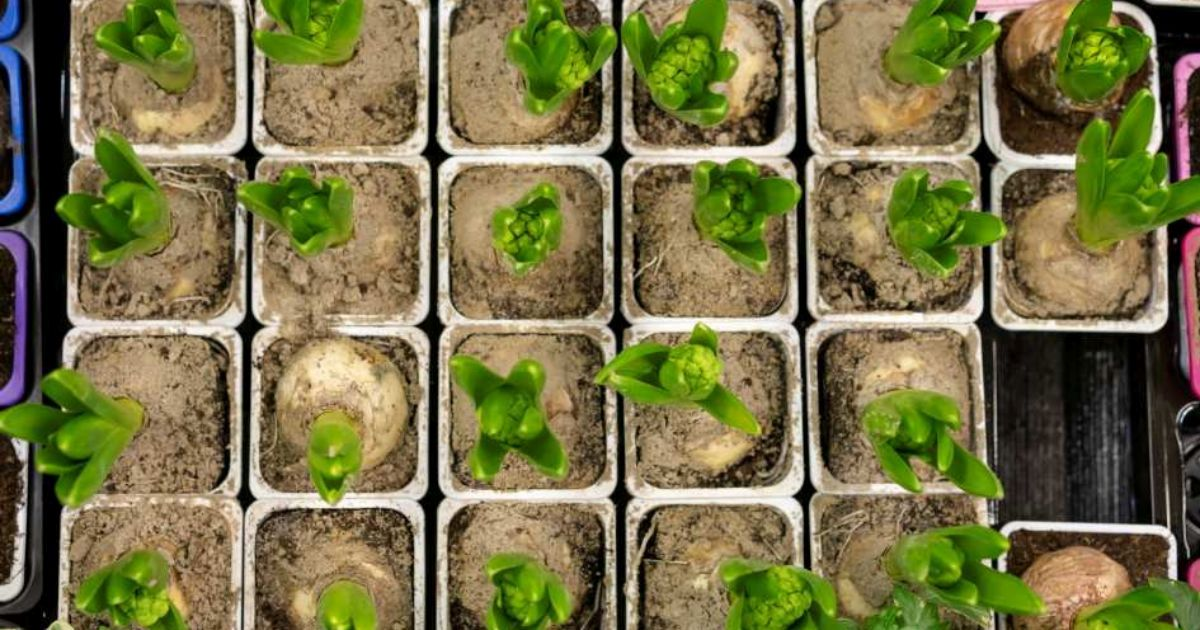 Visual comparison: seed packets with planting instructions next to seedling trays with young plants, showing time and cost differences"