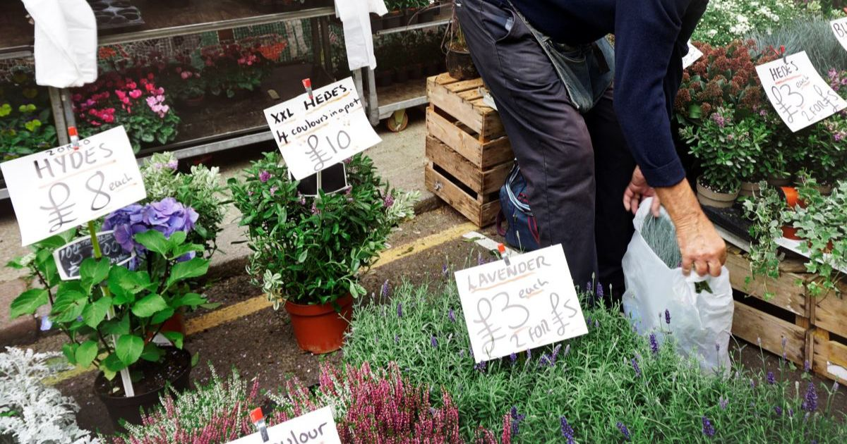 Gardening calendar visualization showing last frost dates and staggered planting schedule for different vegetables