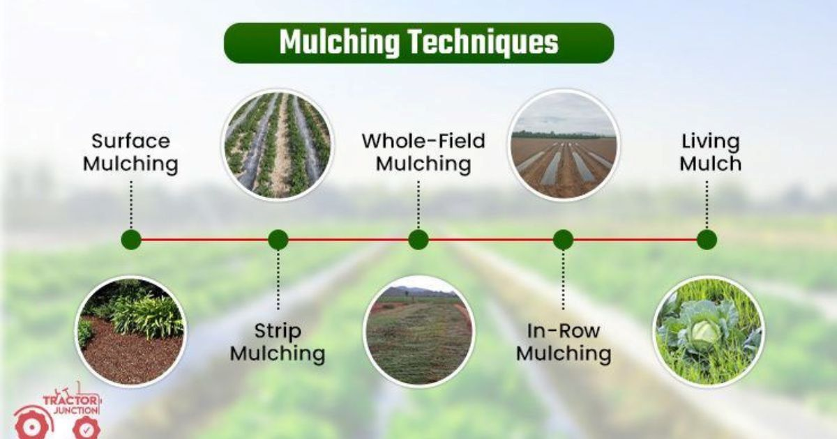 Weed-filled garden bed transformed with organic mulch layer showing clean, protected soil around plants"